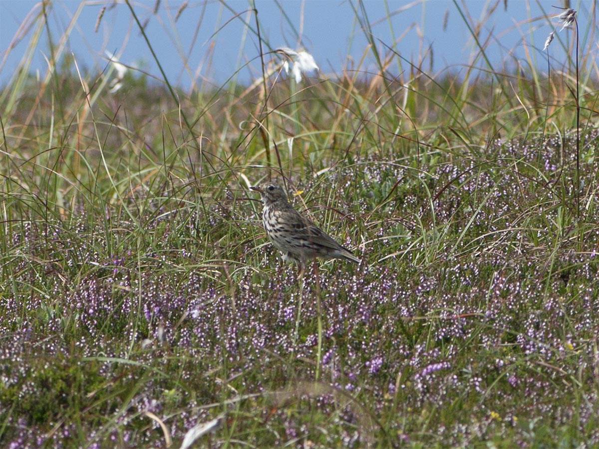 Anthus pratensis